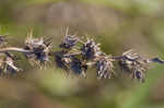 Southern sandbur